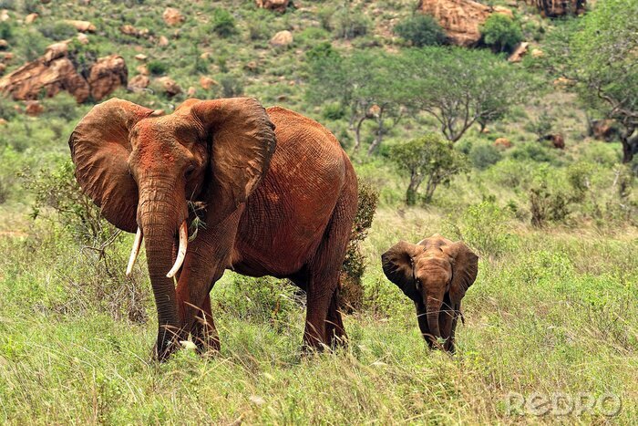 Tableau  Eléphants Afrique et nature