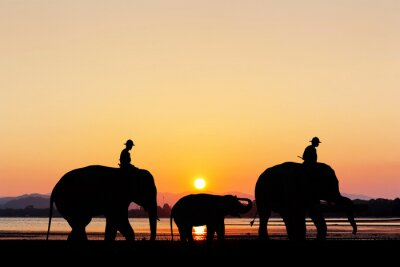 Éléphants au coucher du soleil sur la plage