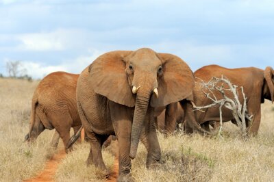 Tableau  Éléphants au Kenya
