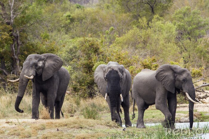 Tableau  Éléphants d'Afrique dans le parc