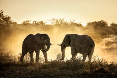Eléphants dans une tempête de poussière
