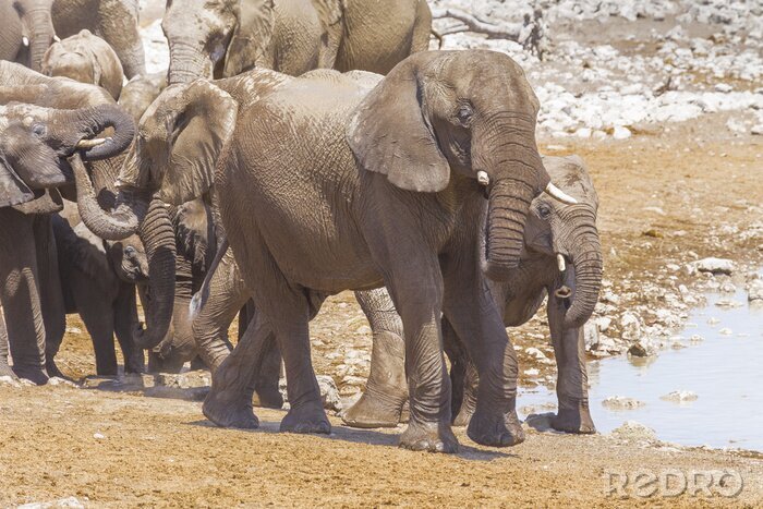 Tableau  Éléphants en Namibie