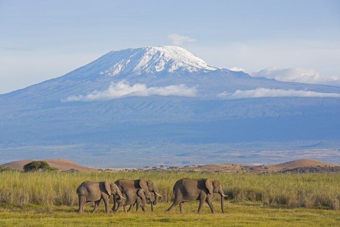 Tableau  Éléphants sur fond de montagnes et de nature