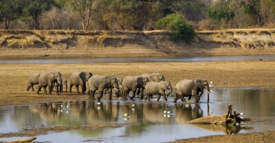 Éléphants traversant la rivière
