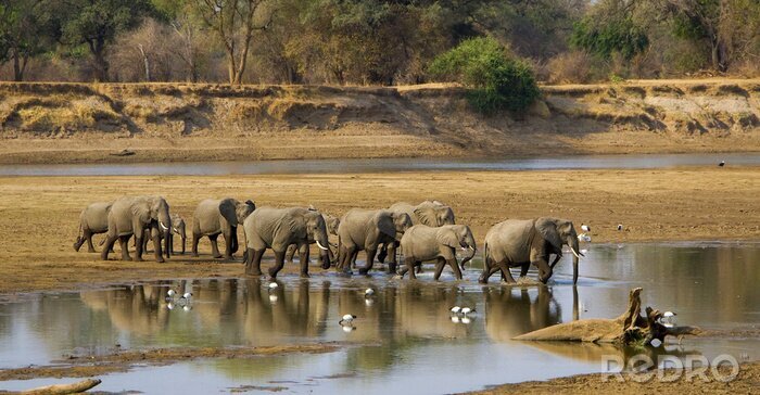 Tableau  Éléphants traversant la rivière