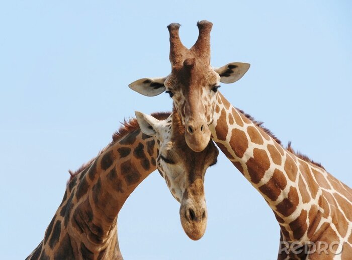 Tableau  Embrasser des girafes contre le ciel
