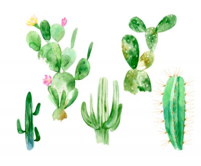 Ensemble d'illustrations aquarelle de cactus sur fond blanc en format vectoriel. Plantes fleuries dessinés à la main pour le bureau intérieur. Fleur de cactus mexicain du désert.