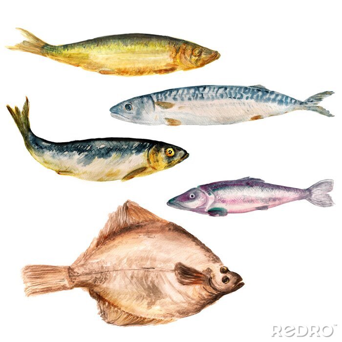 Tableau  Ensemble d'images d'aquarelle de poissons différents