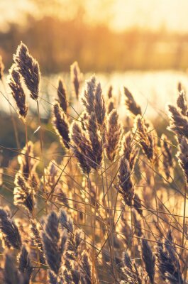 Épis de blé au petit matin