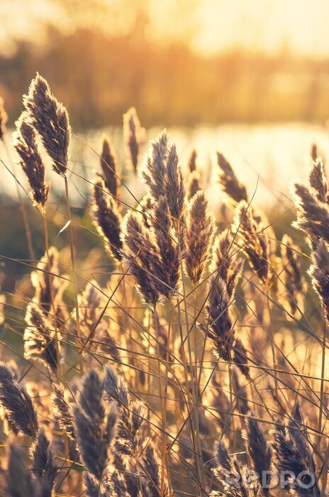 Tableau  Épis de blé au petit matin