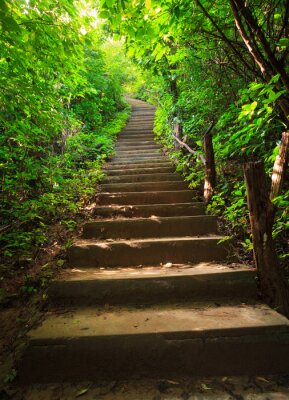 Escalier en béton dans une forêt