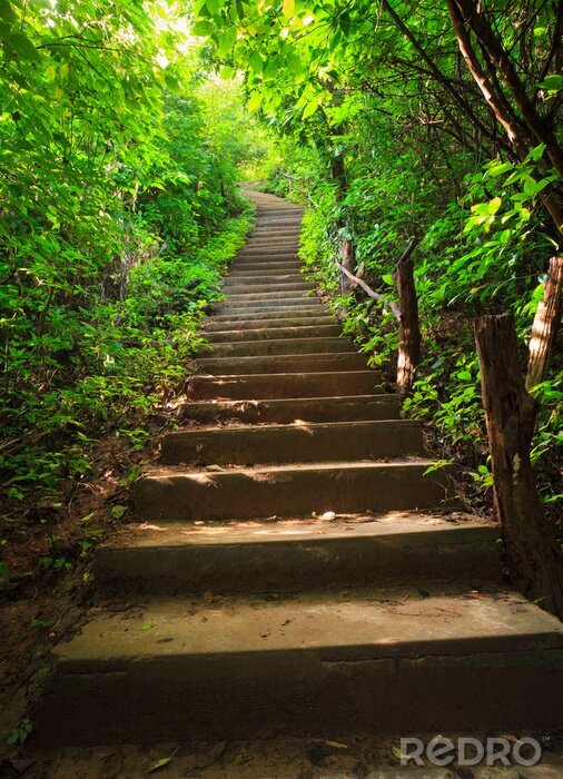 Tableau  Escalier en béton dans une forêt