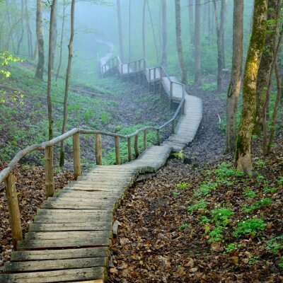 Escalier en planches dans une forêt
