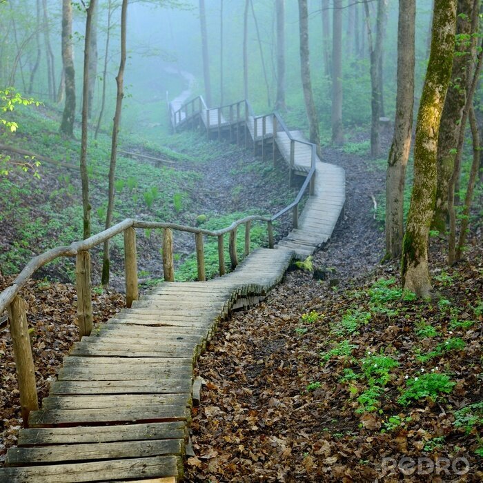 Tableau  Escalier en planches dans une forêt