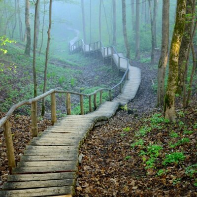 Escalier mystérieux dans une forêt brumeuse