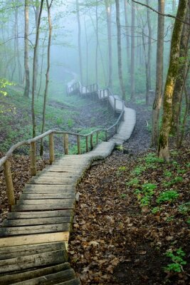Escaliers dans une forêt brumeuse