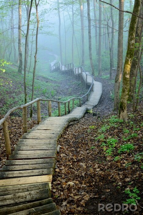 Tableau  Escaliers dans une forêt brumeuse