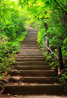 Escaliers dans une forêt de feuillus