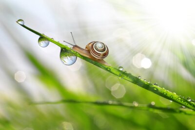 Escargot sur l'herbe humide de rosée