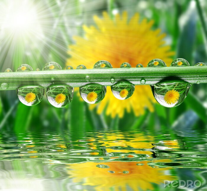 Tableau  Espace vert, gouttes d'eau et dent-de-lion