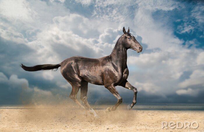 Tableau  Etalon brillant au soleil