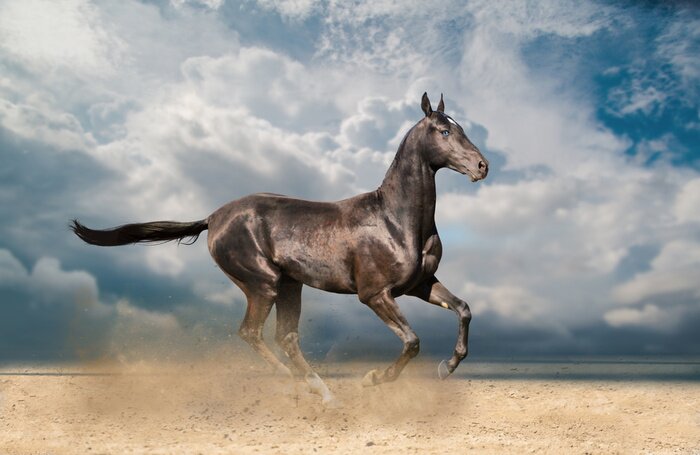 Tableau  Etalon brillant au soleil