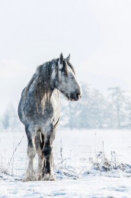 Etalon shire dans un pré d'hiver
