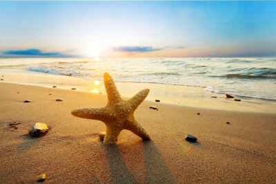 Étoiles de mer sur la plage