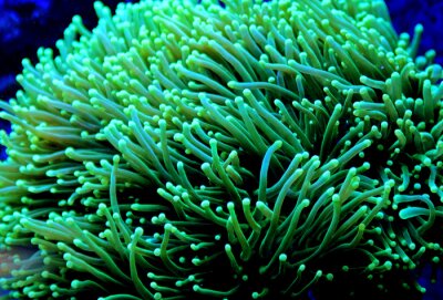 Euphyllia Torch lps coral dans un aquarium récifal