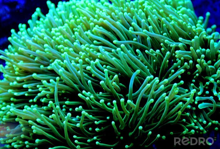 Tableau  Euphyllia Torch lps coral dans un aquarium récifal