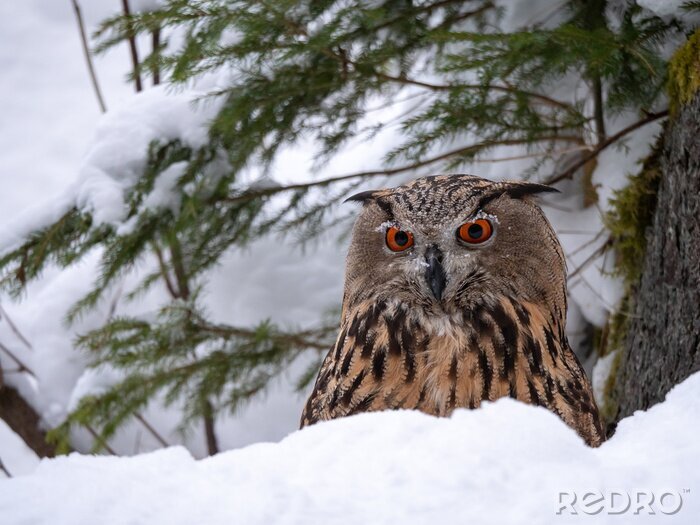 Tableau  Eurasian eagle-owl (Bubo Bubo) in snowy fores. Eurasian eagle owl sitting on snowy ground. Owl portrait.