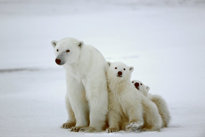 Tableau  Famille d'ours blancs