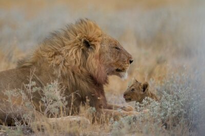 Famille de lions au coeur de la nature