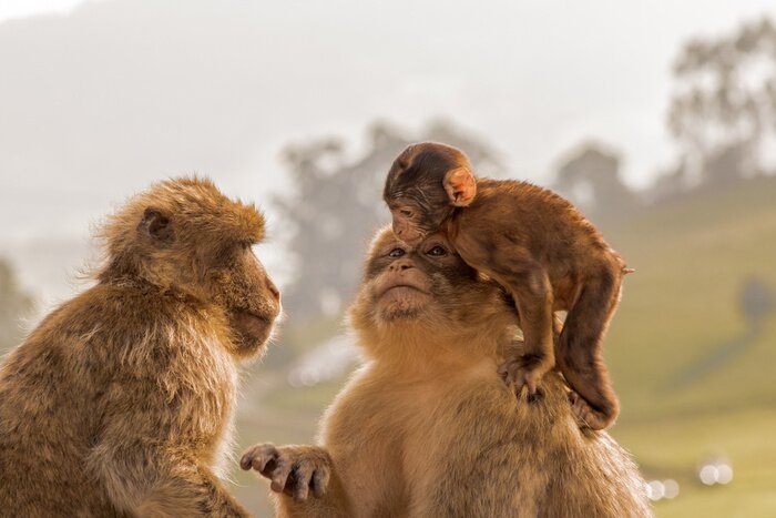 Tableau  Famille de singes dans leur environnement naturel