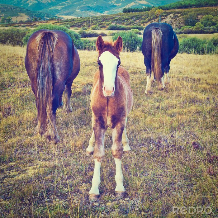 Tableau  Famille de trois chevaux