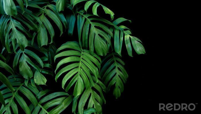 Tableau  Faune de la jungle sur fond noir