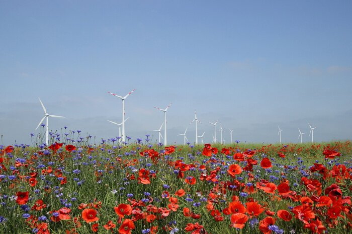 Tableau  Feld mit Mohn-und Kornblumen pour Windrädern