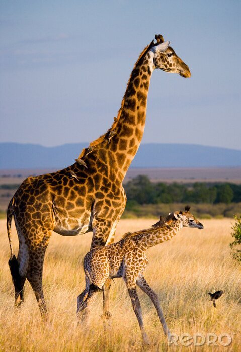 Tableau  Femme girafe avec un bébé dans la savane. Kenya. Tanzanie. Afrique de l'Est. Une excellente illustration.