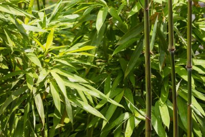 Tableau  fermer des feuilles et des tiges de bambou fraîches