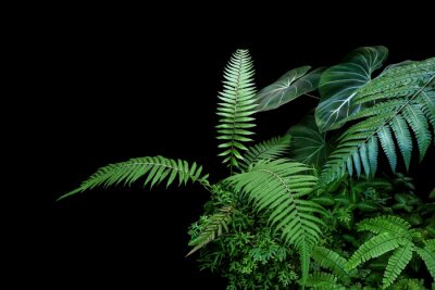 Tableau  Fern fronds, philodendron leaves (Philodendron gloriosum) and tropical foliage rainforest plants bush on black background.