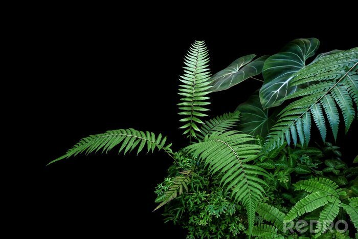 Tableau  Fern fronds, philodendron leaves (Philodendron gloriosum) and tropical foliage rainforest plants bush on black background.