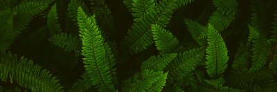 Tableau  Fern plants. Fern leaf. Green fern leaves in forest. natural texture pattern background. Tropical foliage in jungle.