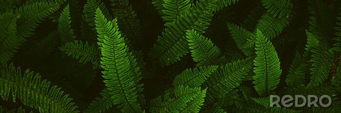 Tableau  Fern plants. Fern leaf. Green fern leaves in forest. natural texture pattern background. Tropical foliage in jungle.