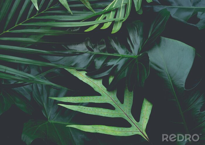 Tableau  Feuillage tropical