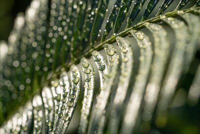 Tableau  Feuille de palmier avec des gouttes de pluie