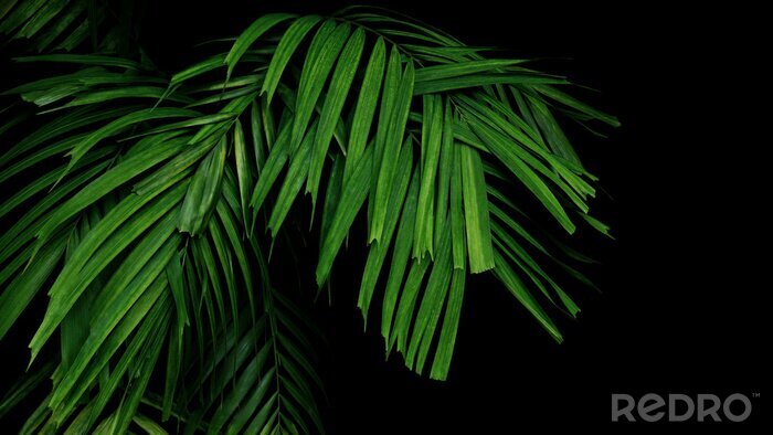 Tableau  Feuille de palmier sur fond noir