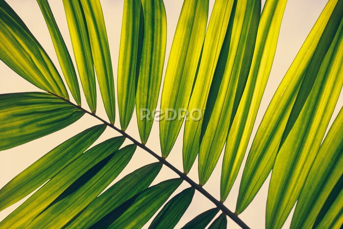 Tableau  Feuille de palmier tropicale verte en gros plan