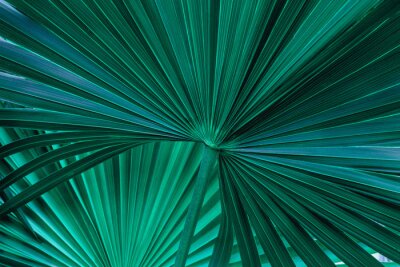 Feuille de palmier verte