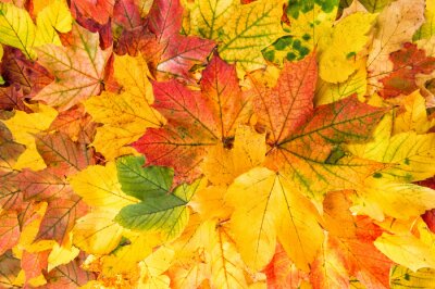 Tableau  Feuilles d'automne colorées