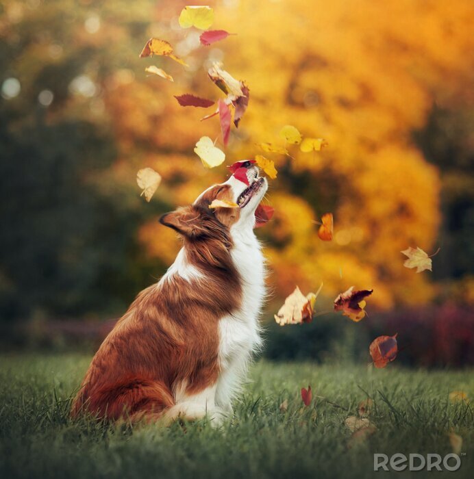 Tableau  Feuilles d'automne et un chien